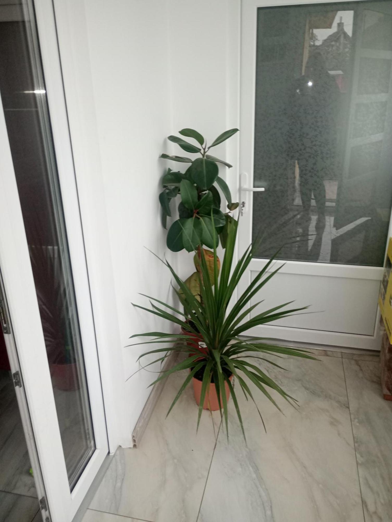 Izabella Guest House Sacele Exterior photo