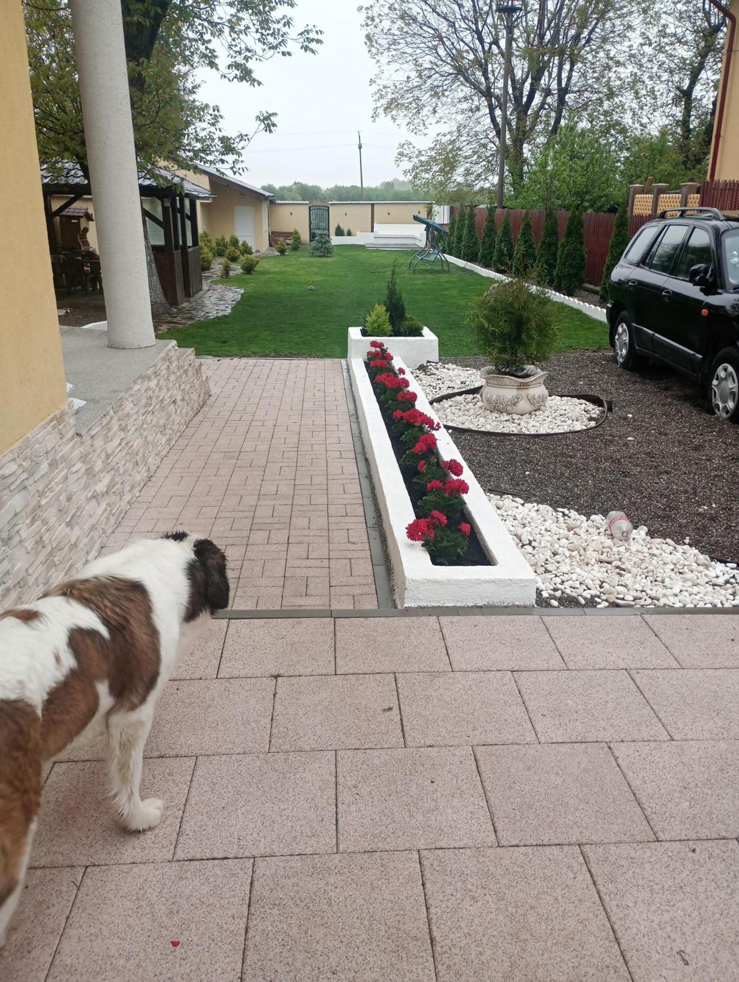 Izabella Guest House Sacele Exterior photo